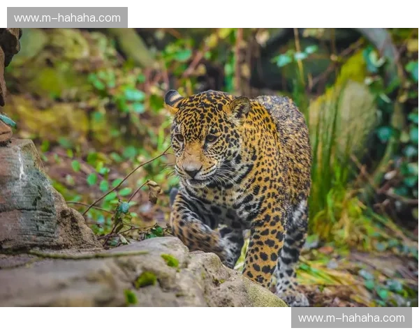 跨越山海的对话:墨西哥美洲虎的锐利之爪与广州恒大的南粤风情